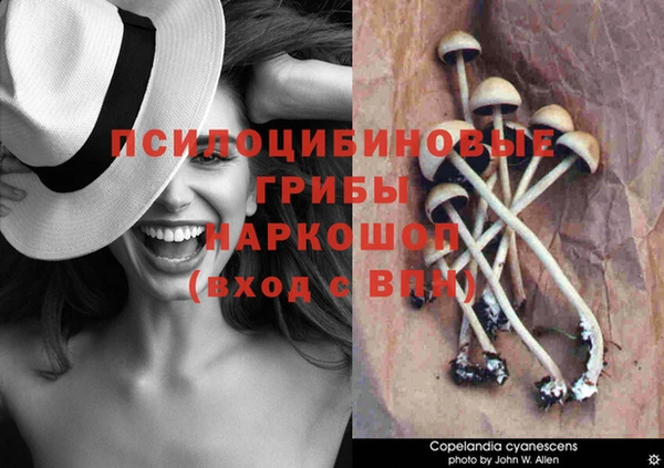 PSILOCYBIN Бронницы